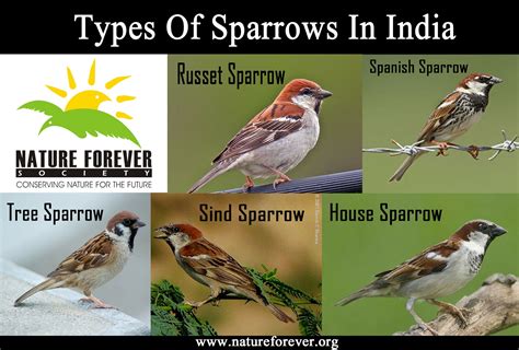 Sparrows Of India Types Of Sparrows House Sparrow Nature