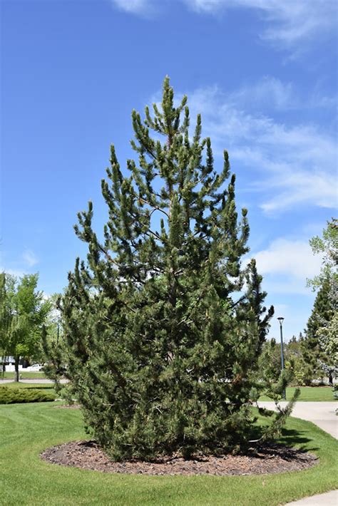 Mountain Pine Pinus Uncinata In Winnipeg Whyte Ridge Lindenwoods
