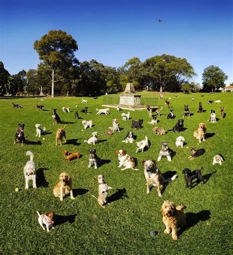 Dog Dogs At Park Stock Photo Image Of Dachshund Jack 3669618