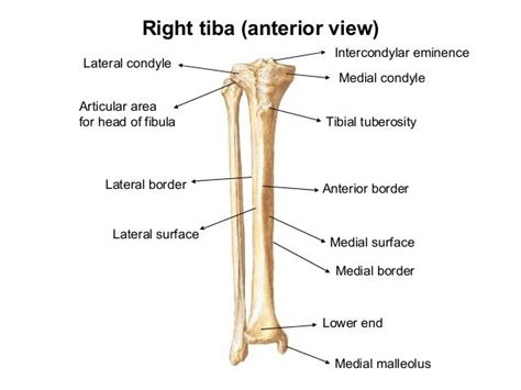 Medial Malleolus 38 Right Tibia Anatomy Bones Anatomy Physiology