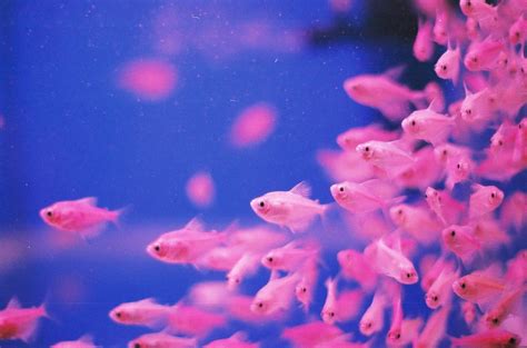 Pink Fish Beautiful Fish Under The Sea