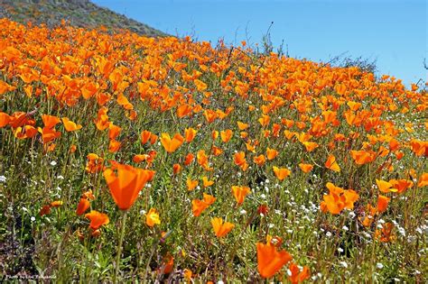 Everyone knows that every writer loves a good mug! Super Bloom 2019: People Go Wild Over Flowers In Elsinore ...
