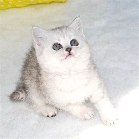 Rare Silver Shaded British Shorthair Female Kitten In Ayr South