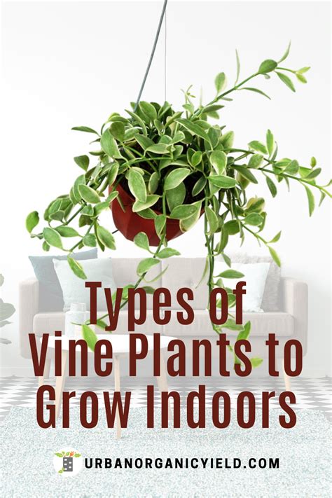 Types Of Vine Plants Indoor Garden Plant
