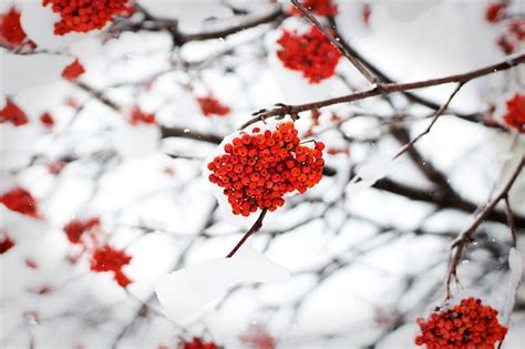 Rowan Berries Snow Winter Hd Wallpaper Peakpx