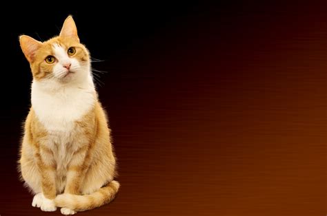 1600x900 Wallpaper Orange And White Tabby Cat Peakpx