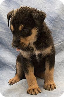 Search our extensive list of dogs, cats and other get the latest on adoption processes, learn how local shelters and rescue groups are adapting and find out what you can do to help dogs and cats in need right now. Warner Robins, GA - Husky/Rottweiler Mix. Meet Emma a ...