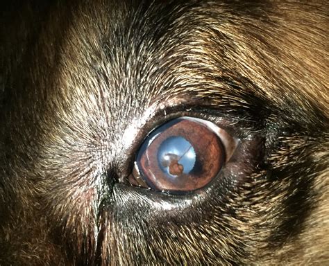 What Is An Ulcer In A Dogs Eye
