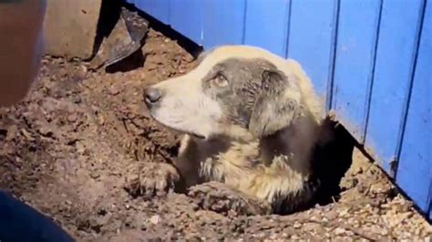 Abc News Crew Helps Rescue Trapped Dog In Tornado Ravaged Texas Town