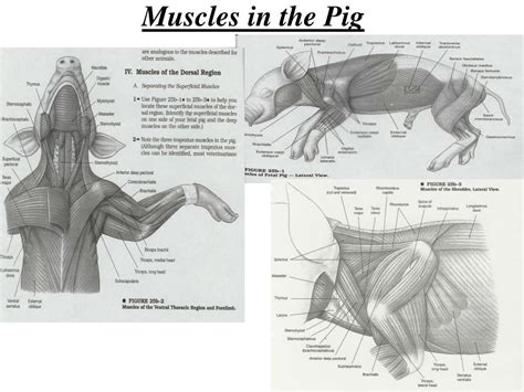 Fetal Pig Muscle Diagram