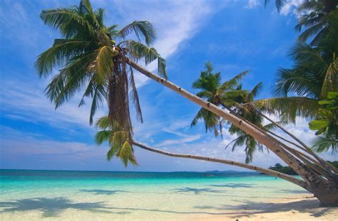 Photography Nature Landscape Palm Trees White Sand Beach Tropical Sea