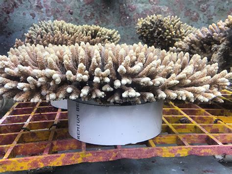 Living On Earth Crispr Gene Tool Could Pinpoint Resilient Corals