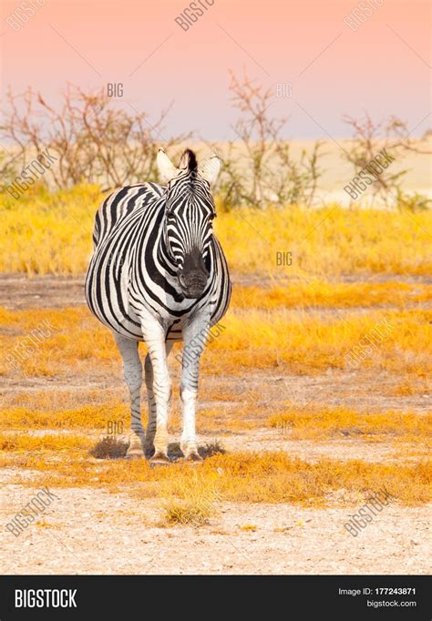 Front View Zebra Image And Photo Free Trial Bigstock