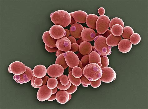 Yeast Cells Coloured Scanning Electron Micrograph Sem Of Cells Of