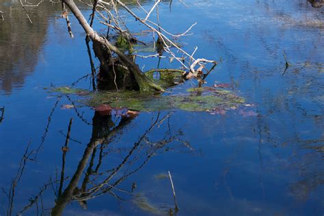Free Images Sea Tree Water Nature Marsh Swamp Leaf Lake River