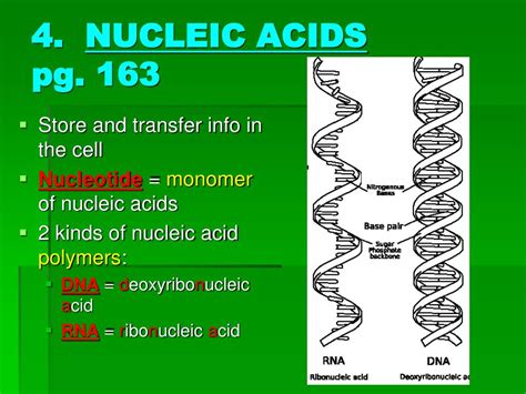 Ppt Atoms And Life Substances Section 61 And 63 Powerpoint Presentation