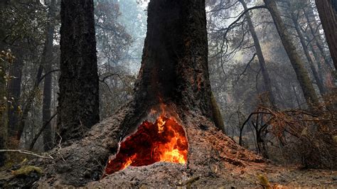 Big Basin Redwoods State Park Survives Czu Lightning Complex Fire