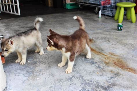 Check spelling or type a new query. LovelyPuppy: Dark Red Copper Siberian Husky Puppy