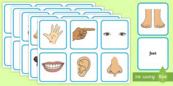Ks1 Body Parts Word And Picture Matching Cards