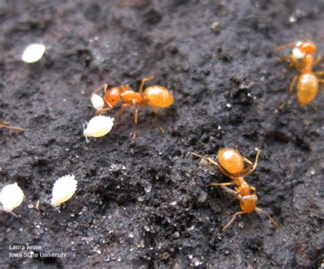 Larger Yellow Ants Horticulture And Home Pest News