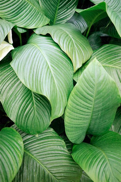 Send plants and potted trees online like bonsai, orchids, & more. background of tropical plants and flowers by Dreamwood ...