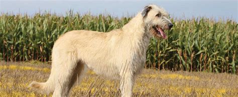 Irish Wolfhound A Dignified Courageous Breed With A Long