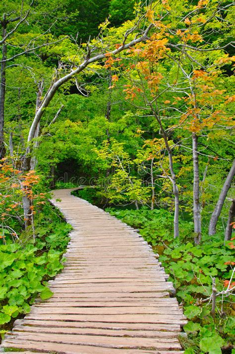 Forest Trail Stock Photo Image Of Lush Beauty Foliage 48454186
