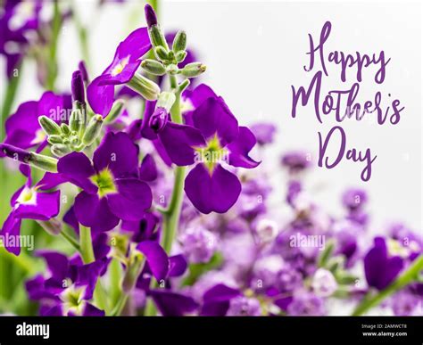 Happy Mothers Day With Beautiful Purple Flowers Stock Photo Alamy