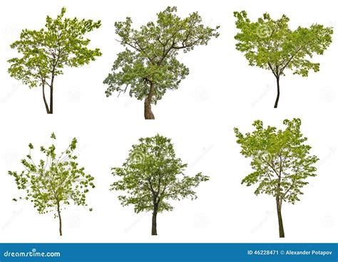 Set Of Six Green Summer Trees Isolated On White Stock Image Image Of