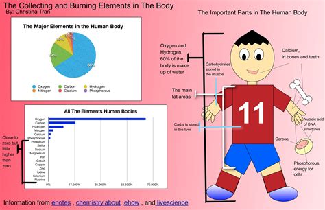 Infographic The Collecting And Burning Elements In The Human Body Sli
