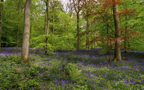 Bluebells In A Beautiful Forest Wallpaper Nature And Landscape