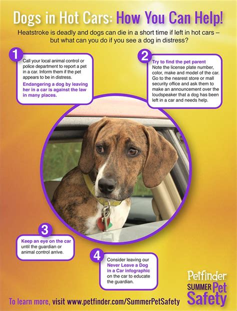 Are you a new dog parent, or looking to brush up on your pet care skills? Why You Shouldn't Leave Your Dog in a Hot Car - Guardian ...