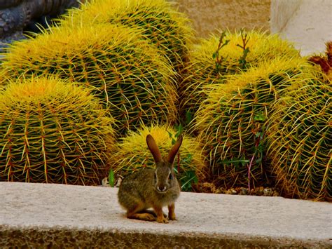 Scottsdale Daily Photo Photo Rabbit And Barrel Cactus