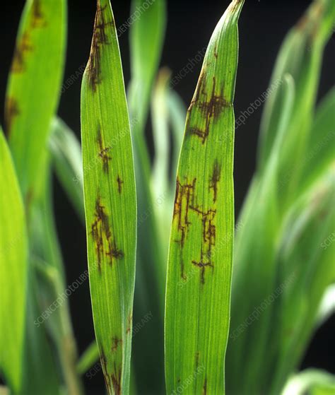 Net Blotch Lesions On Seedling Barley Lea Stock Image C0039150