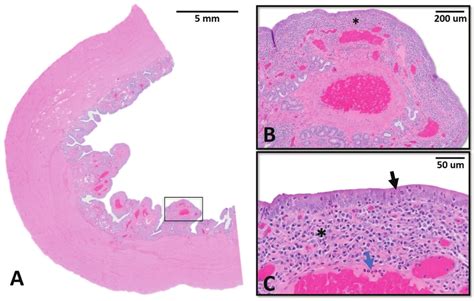 Histologic Images Of The Sows Uterine Horns A Subgross Hematoxylin
