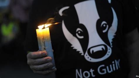 Inside The Somerset Badger Cull Zone Bbc News