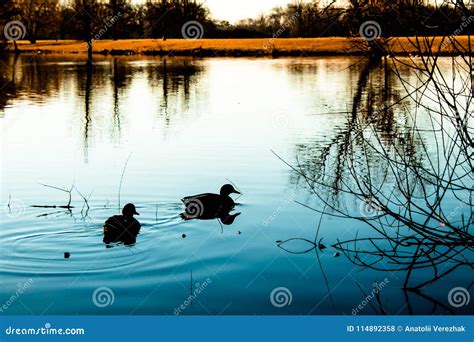 Sunset Landscape With Blue Lake And Ducks Stock Photo Image Of Ripple