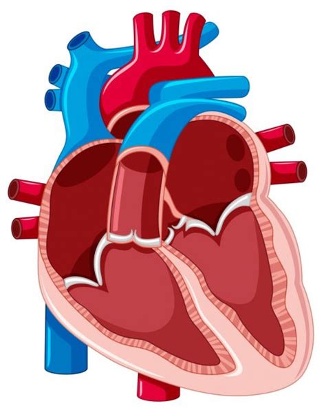 Una Caricatura Del Corazón Humano Ilustración Vector Gráfico Vectorial