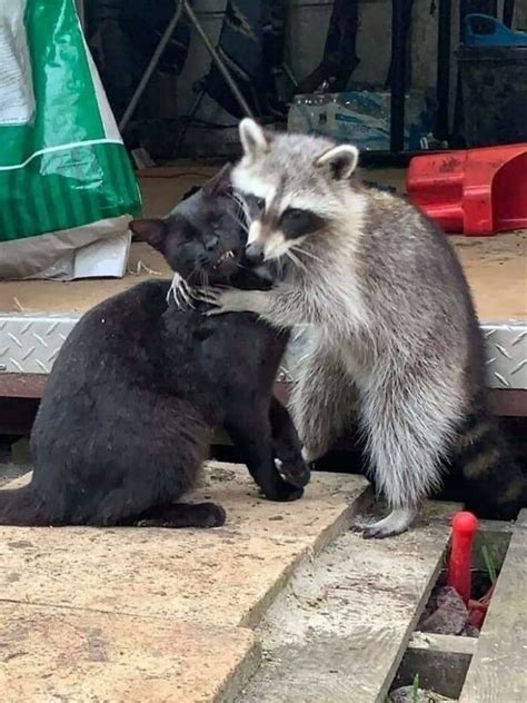 Funny Raccoons 31 Pics