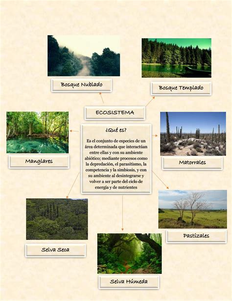 Ecosistemas Terrestres Mapa Mental Images The Best Porn Website