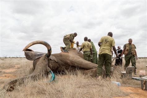 Botswana Lifts Ban On Elephant Hunting Shocking Conservationists