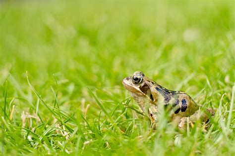 Profile Of Frog In Grass By Stocksy Contributor Kirsty Begg Stocksy