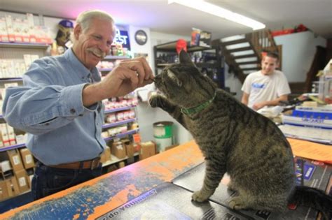 Cat Survives Owl Attack To Get Job At Auto Parts Store