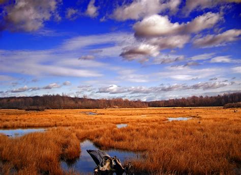 Lake Surrounded By Withered Grass Field Under Blue Sky And White Clouds