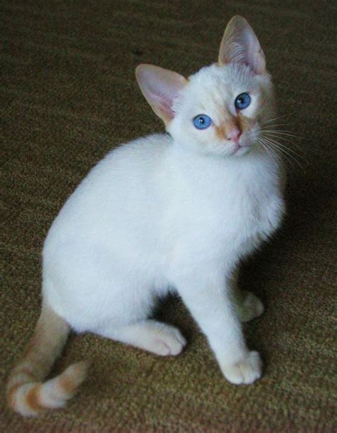 Flame Point Siamese Kitten Beautiful Just Like My Beloved Childhood