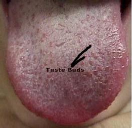 What causes swollen taste buds at the back of the tongue and in the mouth? Woel's Place: Love you tongue ,nose and eyes