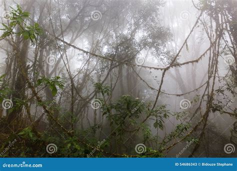 Foggy Jungle Stock Image Image Of Mysterious Mystery 54686343