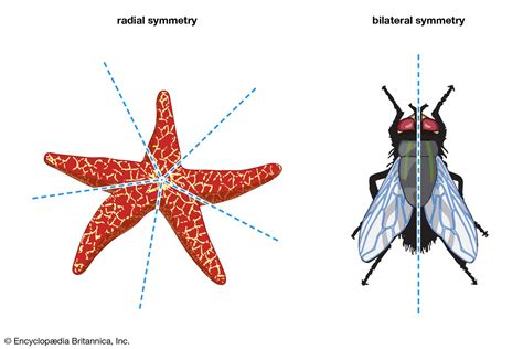 Bilateral Symmetry Biology Simple