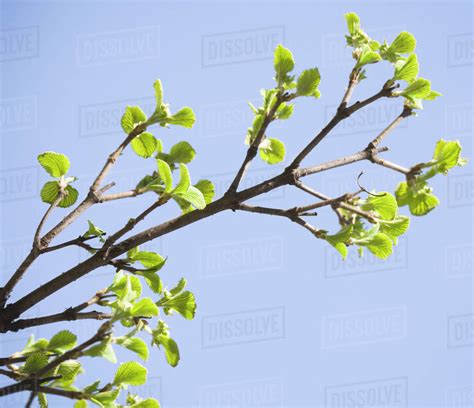 Close Up Of Spring Buds On Tree Stock Photo Dissolve