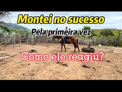 COMO O CAVALO REAGIU A PRIMEIRA MONTADA YouTube